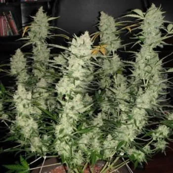 Semeno Phoenix Seeds - Super Kush Auto 1 ks