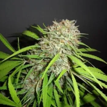 Semeno Phoenix Seeds - Original Skunk Express Auto 5 ks
