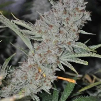 Semeno Phoenix Seeds - Sweet Tooth Express Auto 1 ks