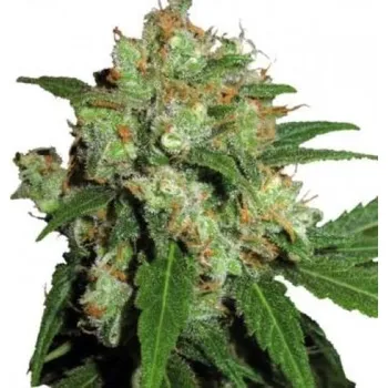 Semeno Phoenix Seeds - UK Cheesy Express Auto 5 ks