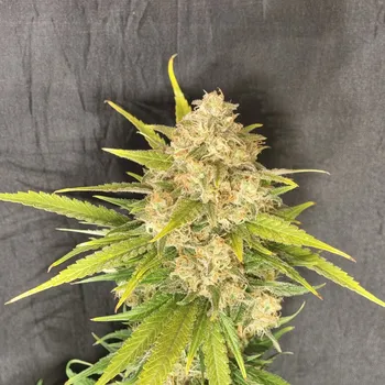 Semeno Pure Instinto - Melon Gum 3 ks