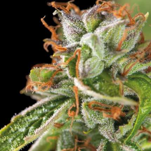 Pyramid Seeds - Double OG Haze 5 ks