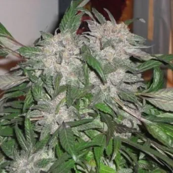 Semeno Phoenix Seeds - White Widow Express Auto 5 ks