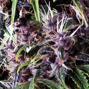 Semeno Pyramid Seeds - Auto Purple 1 ks