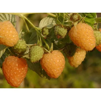 Sazenice Maliník 'Autumn Amber®' - remontantní Balení: kontejner RP2