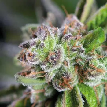 Semeno Pyramid Seeds - Watermelon Zkittlez 5 ks