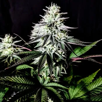 Semeno Pure Instinto - Pure Ice Cream 3 ks