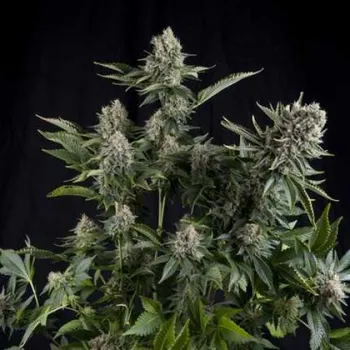 Semeno Pyramid Seeds - White Widow 3 ks