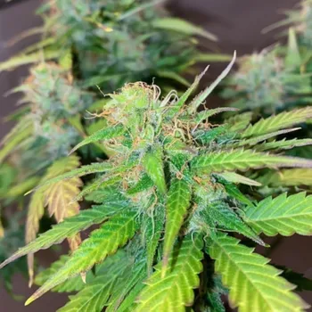 Semeno Pure Instinto - Mandarine Cream Auto 3 ks