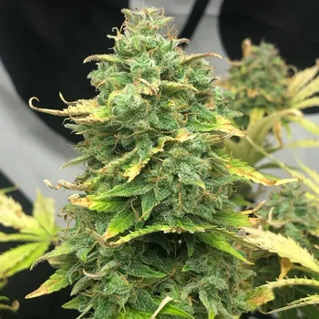 Semeno Pure Instinto - Mimosa Cake Auto 3 ks