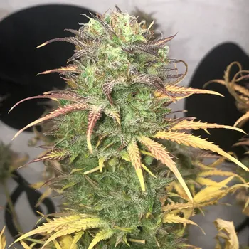 Semeno Pure Instinto - Girl Scout Kush Auto 3 ks