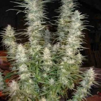 Semeno Phoenix Seeds - White Widow 1 ks