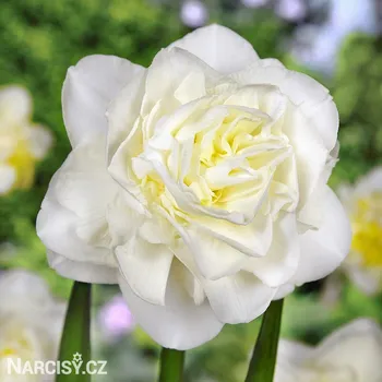 Cibulovina Narcis - Obdam .: 250 ks