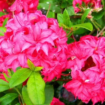 Sazenice AZALKA XXL ´HOMEBUSH´ kont. 2litry