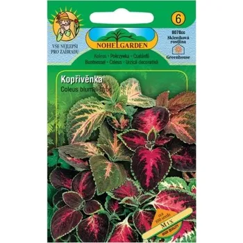 Semeno Kopřivěnka zkřížená, směs, sada 5 ks