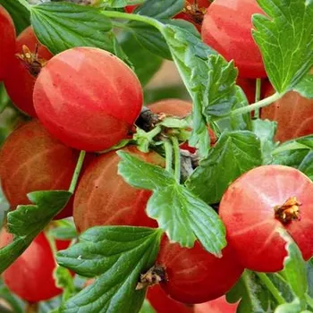 Sazenice ANGREŠT HINNONMAKI RED - Stromkový