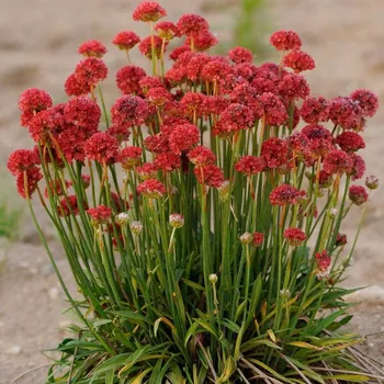 Sazenice Lukon Glads Armeria maritima BALLERINA RED - trávnička přímořská