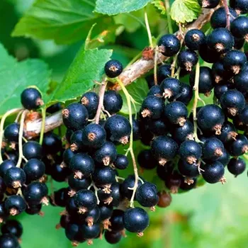 Sazenice RYBÍZ ČERNÝ ´BEN NEVIS´ - keřový