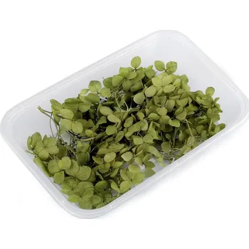 Bytová dekorace Sušené / stabilizované hortenzie pro suché i mokré aranžování - 3 zelená trávová