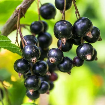 Sazenice RYBÍZ ČERNÝ BEN ALDER - keřový