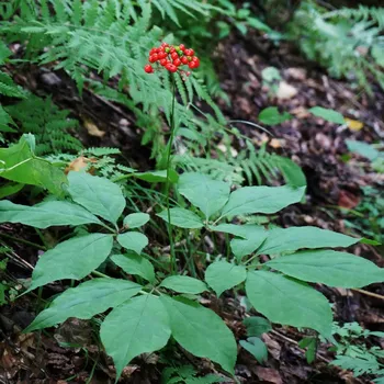 Semeno Ženšen pravý - Panax ginseng - semena ženšenu - 2 ks