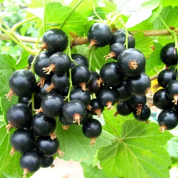 Sazenice RYBÍZ ČERNÝ ´NARVE VIKING´- keřový