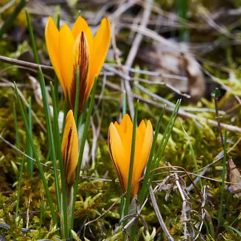 Sazenice Krokus širokolistý - Crocus angustifolius - hlízy krokusů - 3 ks