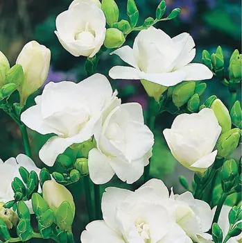 Semeno Frézie plnokvětá bílá - Freesia - hlízy frézií - 3 ks