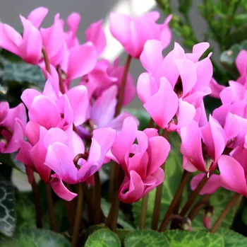 Cibulovina Brambořík nachový - Cyclamen coum - hlízy bramboříků - 1 ks