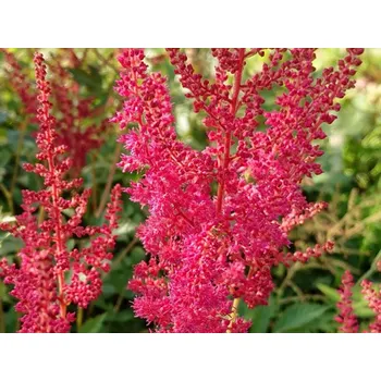 Sazenice Čechrava Arendsova 'Granat' - Astilbe x arendsii 'Granat' Balení: kontejner C2