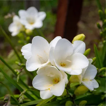 Semeno Frézie bílá - Freesia - hlízy frézií - 3 ks