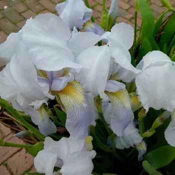 Sazenice Kosatec síťkovaný bílý - Iris reticulata - cibulky kosatců - 3 ks