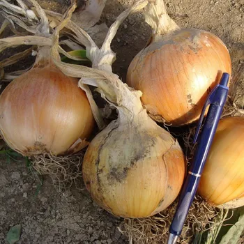 Semeno Cibule jarní Amfora F1 - Allium cepa - osivo cibule - 110 ks