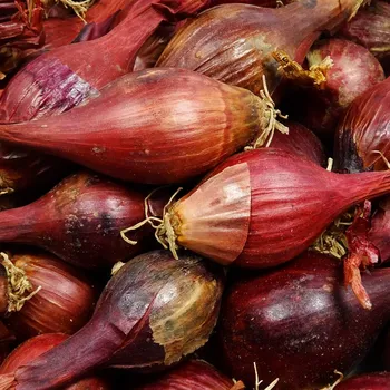 Semeno BIO Cibule Red Baron - Allium cepa - bio osivo cibule - 100 ks