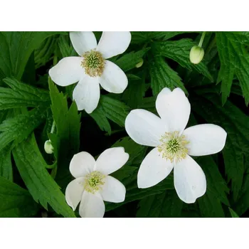 Sazenice Sasanka kanadská - Anemone canadensis Balení: kontejner p9
