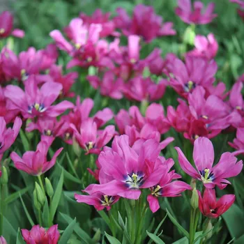 Sazenice Tulipán Night Club - Tulipa - cibule tulipánů - 3 ks