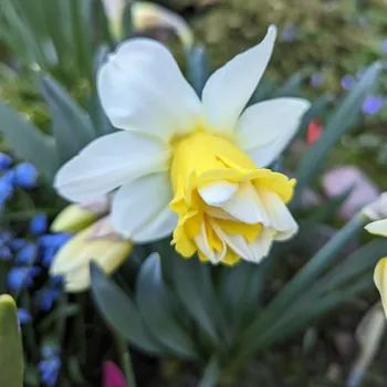 Sazenice Narcis Popeye - Narcissus - cibule narcisů - 3 ks