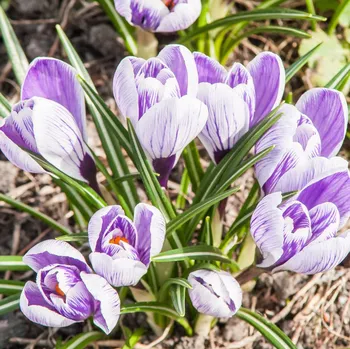 Semeno Krokus King of Striped - Crocus vernus - hlízy krokusů - 3 ks