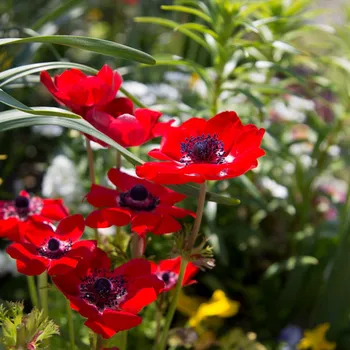 Sazenice Sasanka Governor - Anemone - hlízy sasanek - 3 ks