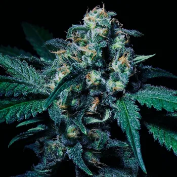 Semeno R-Kiem Seeds - Negra 44 1 ks