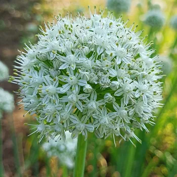Sazenice Česnek White Giant - Allium - cibule česneků - 1 ks