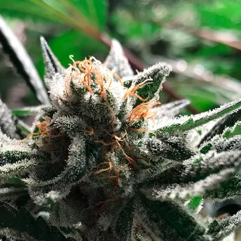 Semeno R-Kiem Seeds - Condor Auto 3 ks