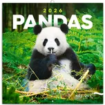 Notique Nástěnný kalendář pandy 2026