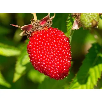 Sazenice Malinojahoda kontejner C2