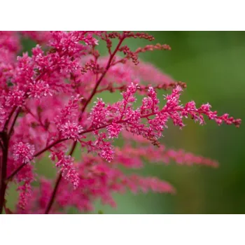 Sazenice Čechrava čínská 'Finale' - Astilbe chinensis 'Finale' Balení: kontejner C2