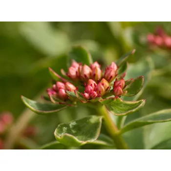 Sazenice Rozchodník kamčatský 'Variegatum' - Sedum kamtschaticum 'Variegatum' Balení: kontejner p9