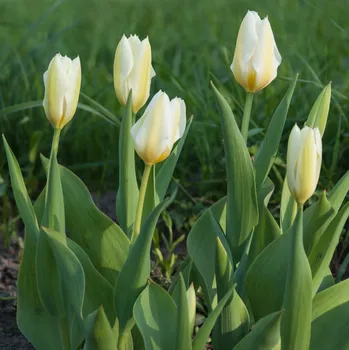 Sazenice Tulipán White Purissima - Tulipa - cibule tulipánů - 3 ks