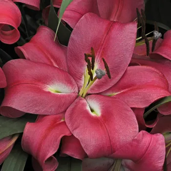 Sazenice Lilie Robina - Lilium - cibule lilií - 1 ks