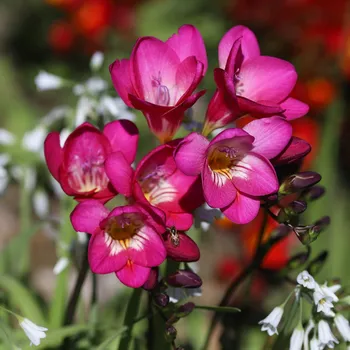 Semeno Frézie růžová - Freesia - hlízy frézií - 3 ks