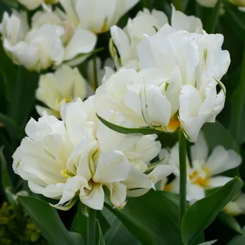 Sazenice Tulipán Exotic Emperor - Tulipa - cibule tulipánů - 3 ks